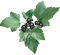 Blackcurrant Fruit PNG Image HD