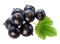 Blackcurrant Fruit PNG Image