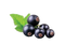 Blackcurrant Fruit PNG Pic