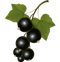 Blackcurrant Fruit PNG Transparent HD Photo