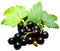 Blackcurrant PNG File Download Free