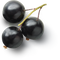 Blackcurrant PNG File