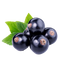 Blackcurrant PNG Free Download