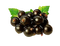 Blackcurrant PNG Image File