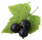 Blackcurrant PNG Image HD