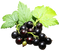 Blackcurrant PNG Photo