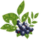 Blackcurrant PNG Pic