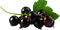 Blackcurrant PNG