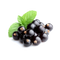 Blackcurrant Transparent