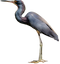 Blue Heron PNG Picture