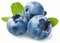 Blueberries PNG Download Image