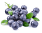 Blueberries PNG File Download Free