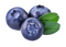 Blueberry Fruit