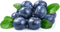 Blueberry PNG Free Image