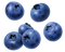 Blueberry PNG Image HD