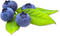 Blueberry PNG Images