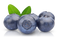 Blueberry PNG Pic