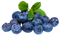 Blueberry PNG Picture