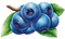 Blueberry PNG