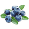 Blueberry Transparent