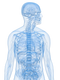 Body PNG Clipart