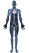 Body PNG HD