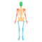 Body PNG Image