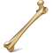 Bone PNG Image