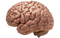 Brain PNG Image