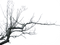 Branch PNG Clipart