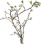 Branch PNG Picture