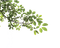 Branch PNG