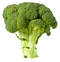 Broccoli PNG Picture