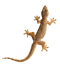 Brown Lizard PNG Clipart