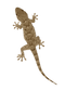 Brown Lizard PNG File