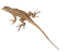 Brown Lizard PNG High Quality Image