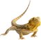 Brown Lizard PNG Photo