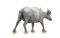 Buffalo Free Download PNG