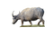 Buffalo PNG Clipart