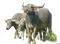 Buffalo PNG Image