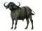 Buffalo PNG Picture