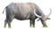 Buffalo PNG