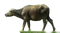 Buffalo Transparent