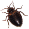 Bug PNG 3