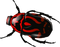 Bug PNG 5