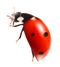 Bug PNG 7