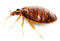 Bug PNG