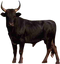 Bull Free PNG Image