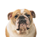 Bulldog PNG Clipart