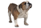 Bulldog PNG Image